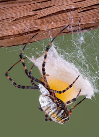 A banded argiope spider is building an egg case.の写真素材