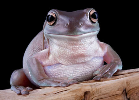 A White's tree frog is sitting on driftwood.
