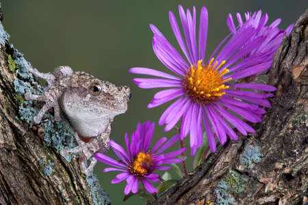 A  gray tree frog is sitting on a branch with aster flowers.の写真素材