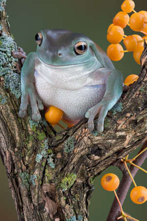 A whites tree frog is sitting on a branch near yellow berries.の写真素材