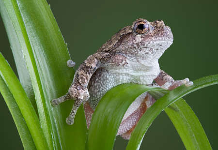 A  gray tree frog is climbing on a green plant.