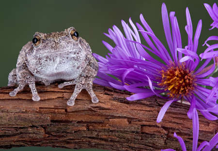 A gray tree frog is sitting next to an aster flower on a vine.の写真素材