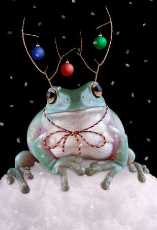 A whites tree frog is sitting in the snow wearing fake reindeer antlers.の写真素材
