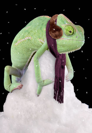 A veiled chameleon is sitting on a snow pile wearing a scarf and ear muffs.の写真素材