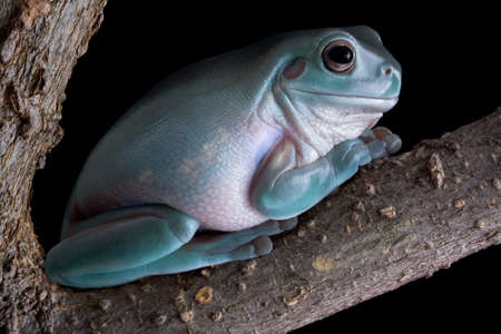 A whites tree frog is sitting in a tree at night.の写真素材