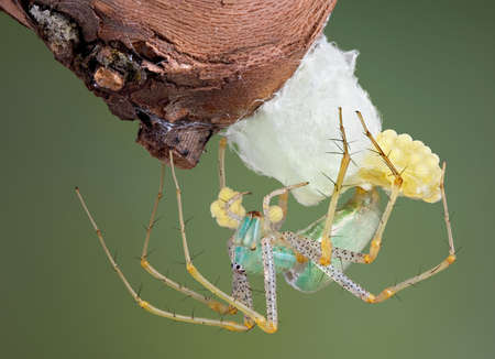 A lynx spider is building an egg case.の写真素材
