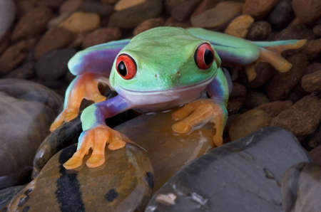 A red-eyed tree frog is crawling towards the camera over a rocky shallow pond.の写真素材
