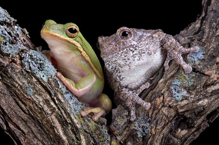 A green and gray tree frog are sitting together on a branch.の写真素材