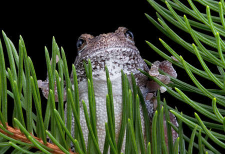 A gray tree frog is surrounded by evergreen branches.の写真素材