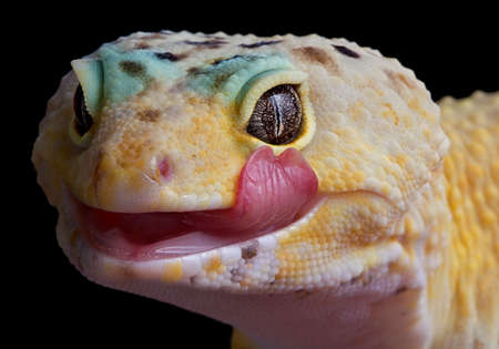 A leopard gecko is licking his lips.の写真素材