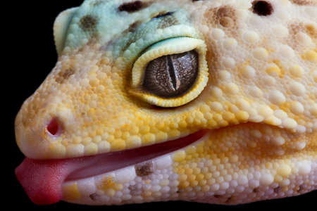 A leopard gecko is sticking his tongue out.の写真素材
