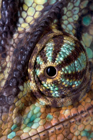 A macro shot of a veiled chameleon's eyeの写真素材