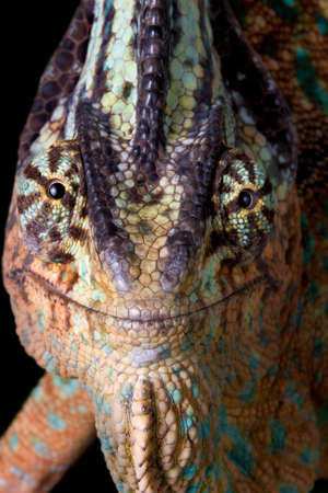 A veiled chameleon is smiling for the camera.
