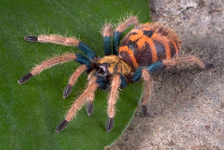A baby green-bottle blue tarantula is walking over a leaf.の写真素材