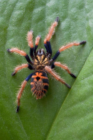A baby tarantula is climbing up a leaf.