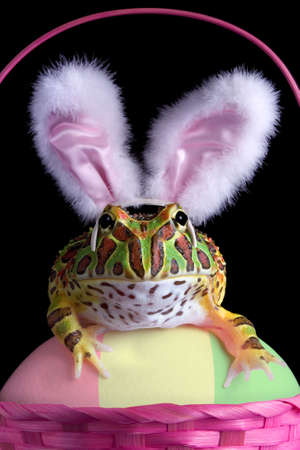A baby ornate horned frog is siiting on an easter egg in an easter basket wearing bunny ears.