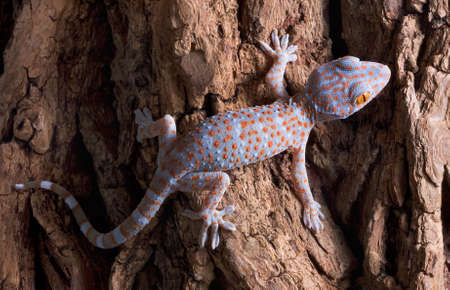 A baby tokay gecko is walking across a tree trunk.の写真素材