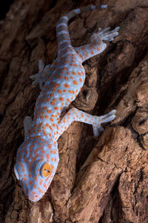 A baby tokay gecko is climbing down a tree.の写真素材