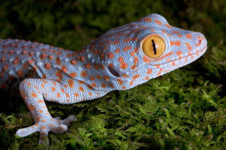 A baby tokay gecko is sitting on moss.の写真素材