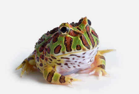 A baby ornate horned frog is sitting on a white background.の写真素材