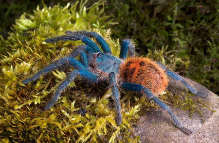 A green bottle blue tarantula is crawling over a moss covered rock.の写真素材