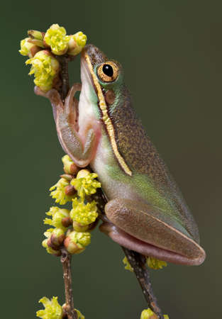 A green tree frog appears to be sniffing the budding flowers while sitting on a branch.の写真素材