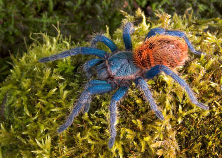 A green bottle blue tarantula is crawling over moss.の写真素材