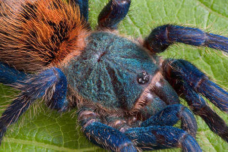 A green bottle blue tarantula is resting on a leaf.の写真素材