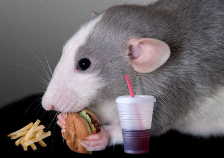 A dumbo rat is eating a fast food meal.の写真素材