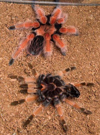 A mexican fire-leg has shed and her skin in laying upside down next to her.の写真素材