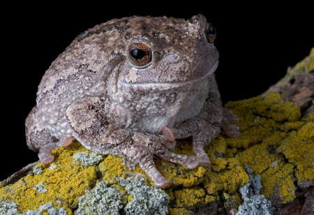 A gray tree frog is sitting on an old branch.の写真素材