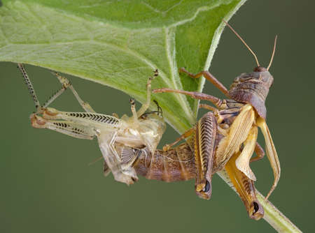 A grasshopper is emerging out of it's shed skin.の写真素材