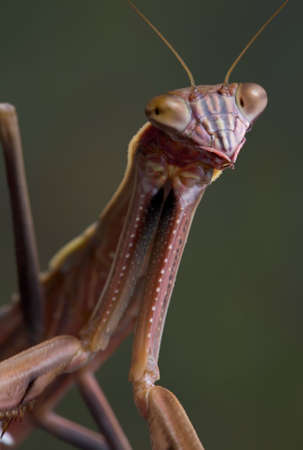 A male mantis is looing towards the camera.の写真素材