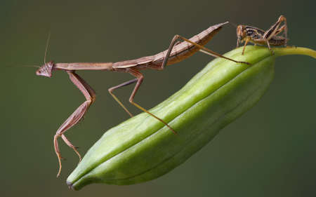 A male mantis is standing on a pod with a small hopper behind him.の写真素材