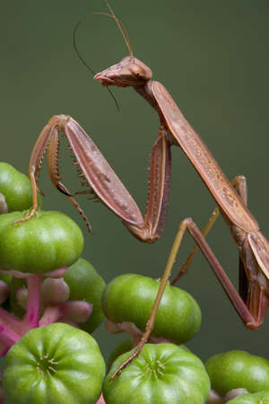 A male mantis is preening it's feeler while sitting on pokeweed.