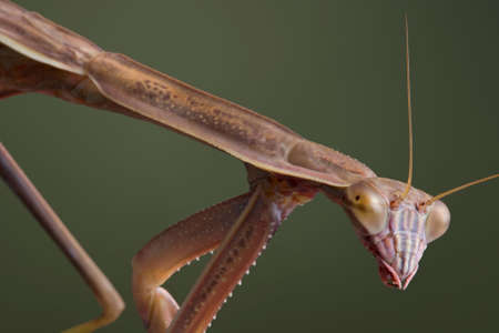 A male mantis is walking at a downward angle.の写真素材