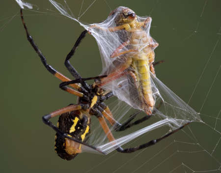 An argiope spider is wrapping a grasshopper that was trapped in her web.の写真素材