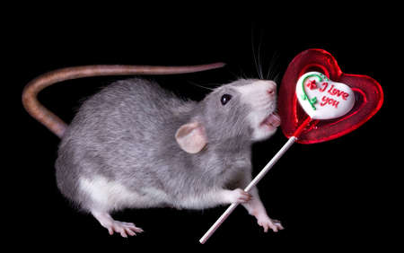 A rat is holding a valentine lollipop that says, 