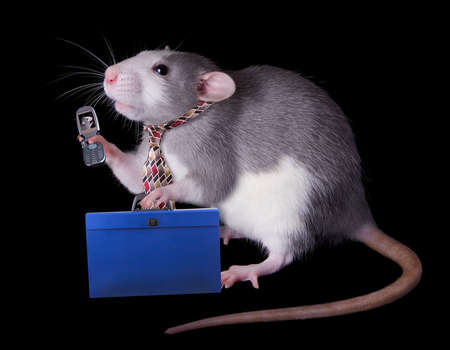 A rat businessman is talking on a cell phone to an associate on his way to work.の写真素材