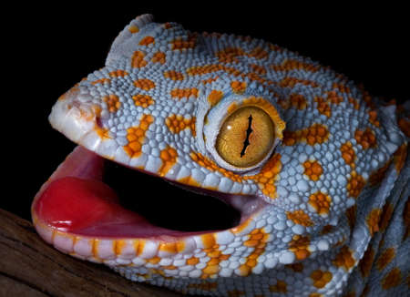 A tokay gecko is opening his mouth in a threatening gesture.の写真素材