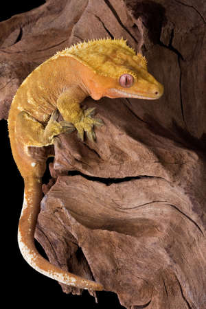 A crested gecko is climbing on some petrified wood.の写真素材
