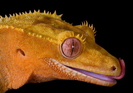 A crested gecko is shown close-up licking her lips.の写真素材