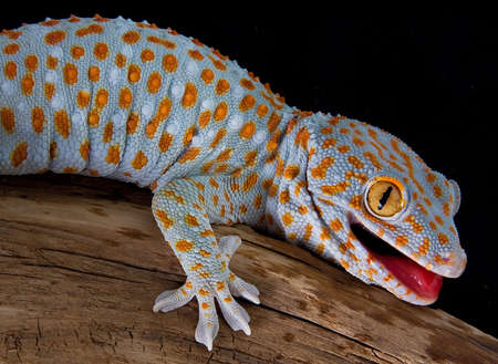 A tokay gecko is opening his mouth in a threatening gesture.の写真素材