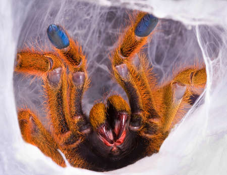 An OBT tarantula is showing her fangs in an effort to protect herself.の写真素材