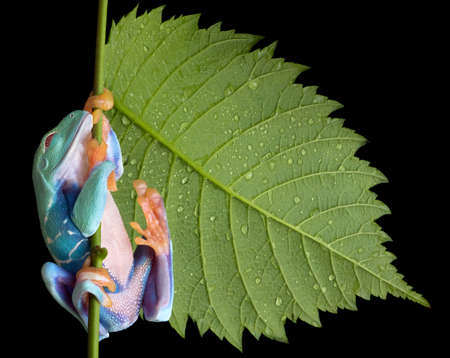 A red-eyed tree frog is sleeping while hanging on to a stem of a plant.