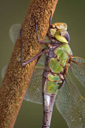 A dragonfly is shown from the side as it is perched on a cattail.の写真素材