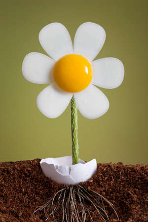 A flower is growing out of an eggshell.  It has roots and it looks like a fried egg.の写真素材
