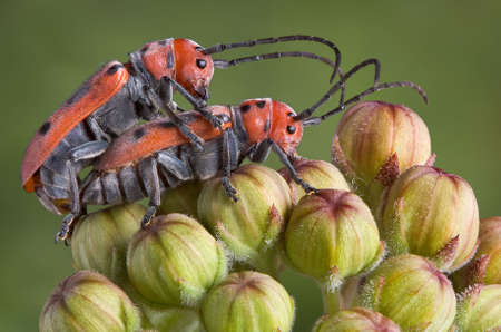 A pair of longhorn beetles are mating while sitting on some milkweed buds.の写真素材