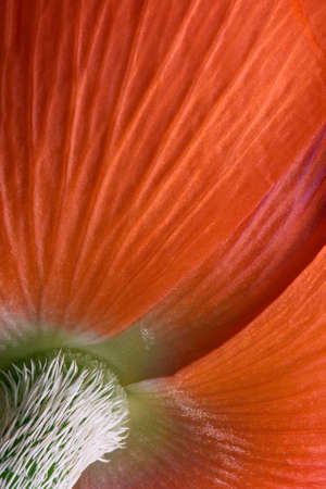 A macro of a poppy flower shows it from the back.の写真素材
