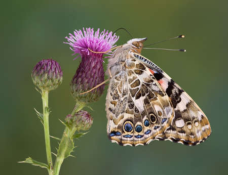 A painted lady butterfly is perched on a branch of a canadian thistle.の写真素材